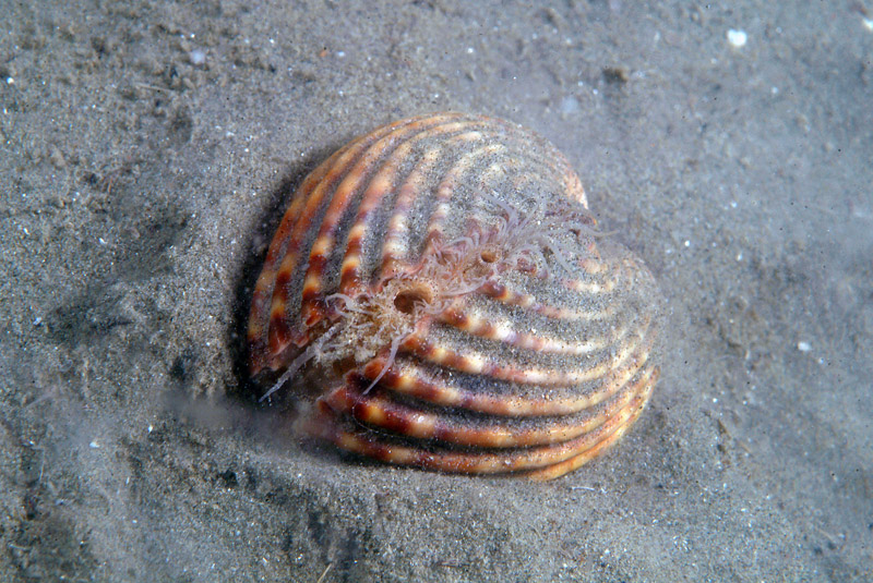 Achantocardia tuberculata